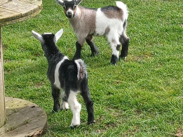 Selection of Pygmy Goat kids available