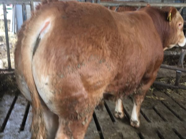 Pedigree registered Limousin bull