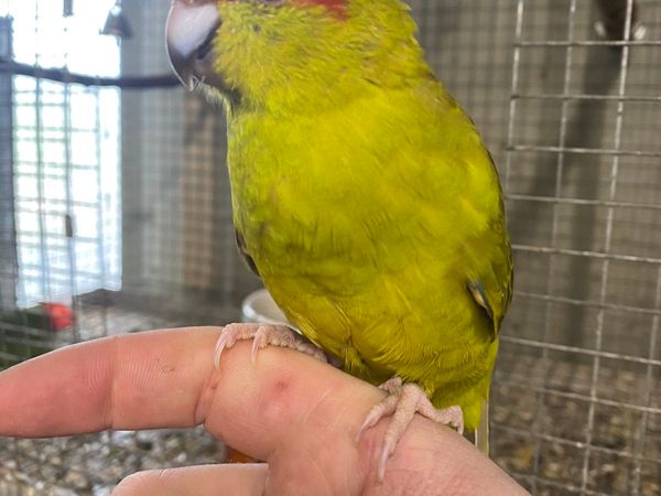 Hand reared baby kakariki parrots