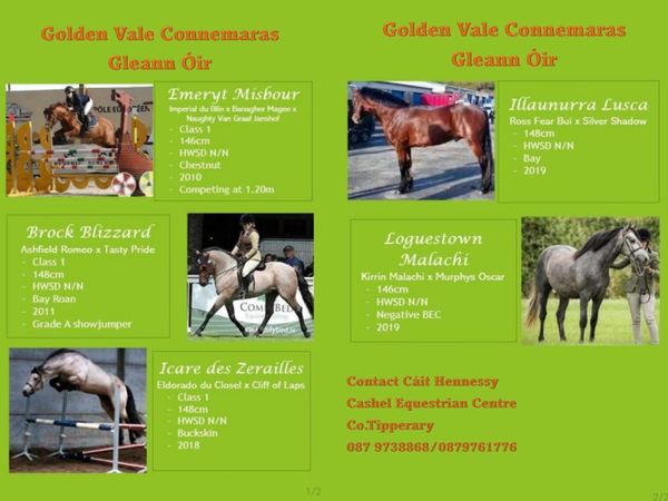 Connemara Stallions