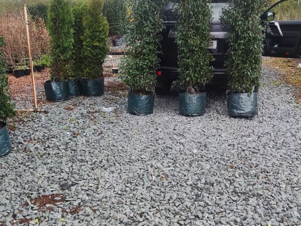Hedging Cherry and Portuguese Laurel from 5 euro