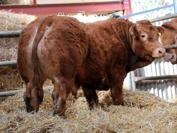 Pedigree Limousin Bull