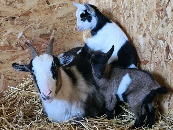 Female Pygmy goats