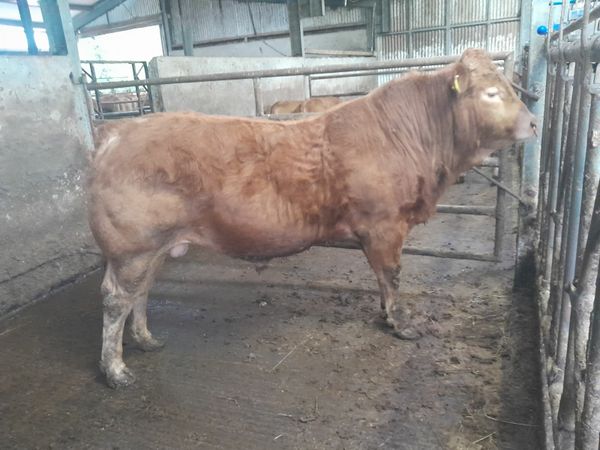 Quality Pure Bred Limousin bull 17 Mths