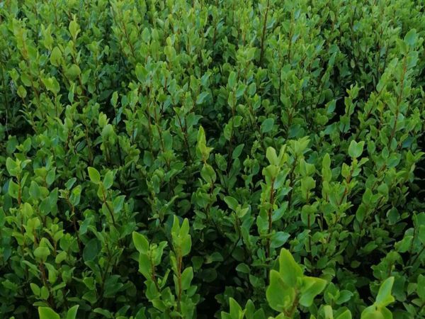 Grisellinia Hedging Plants