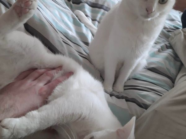 2 rescued white spayed females. Indoor ..