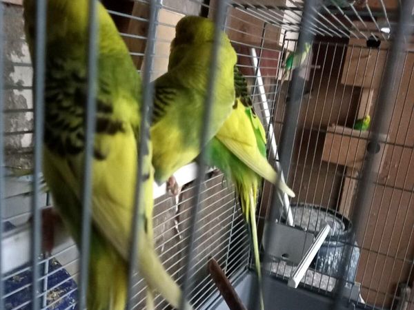 Budgies and cages