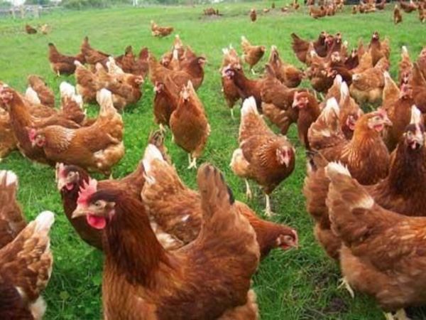 Point of Lay Lohmann Brown hens / pullets