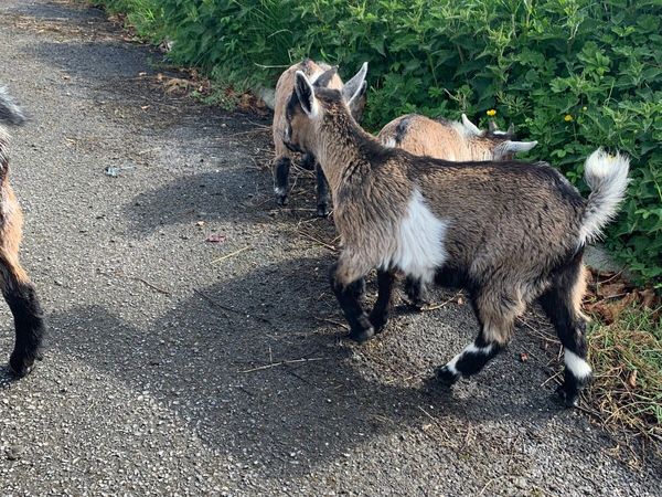Baby Pygmy goats