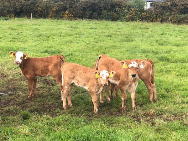 X4 AA heifers with Simmental calf’s