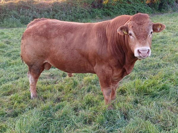 Purebred Limousin Bull