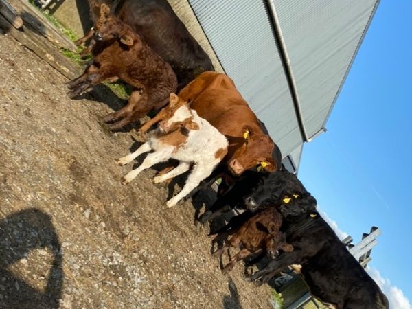 Cows & Calves for Milford Mart Wed 17 May