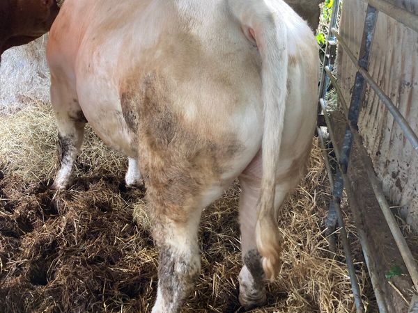 5 STAR 🤩Pedigree Charolais Bull 4.3% calving