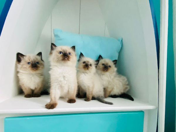 Pure breed Ragdoll kittens