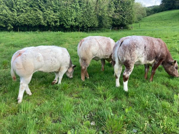 Roan Show/Breeding Heifers @ Gortatlea on May 24th