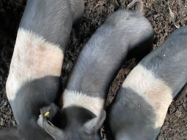 Hampshire and saddleback pigs