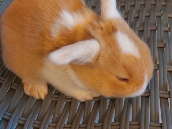 rabbits | 170 Animals Ads For Sale in Ireland | DoneDeal
