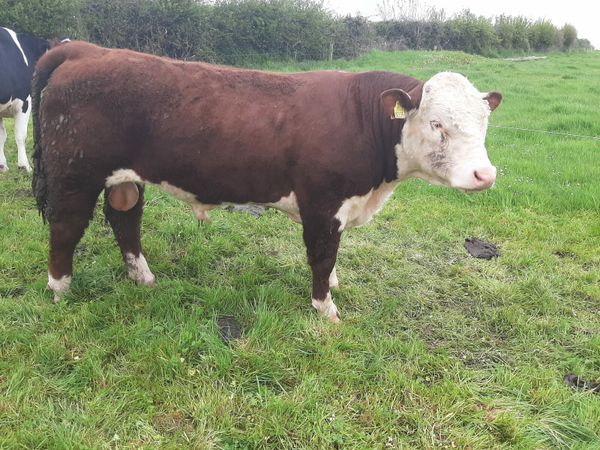 Hereford bull for sale