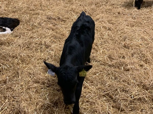 Hereford and Angus heifer calves