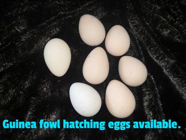 Guineafowl,Goose,Ducks hatching eggs for sale.