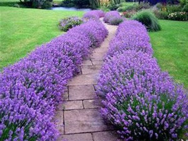 Lavender Hidcote hedging Plants just 5 Euro