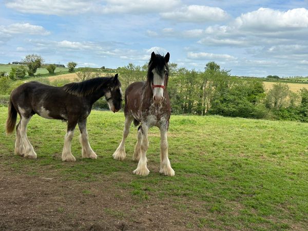 Clydesdale stallion for Sale. and for stud