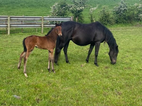 Mare and foal for sale
