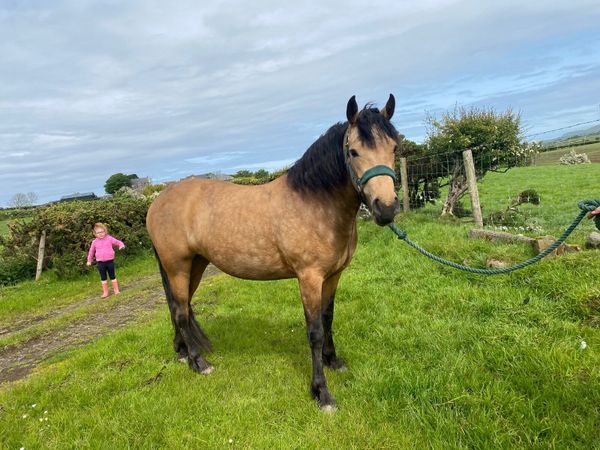 3 year old Connemara Filly