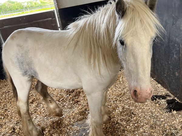 Blue and white cob pony for sale.