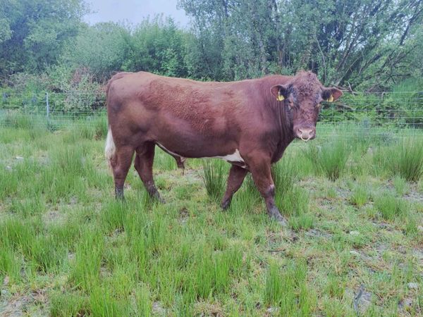 Pure Bred Registered Polled Shorthorn Bull