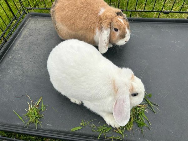 2 Flop Earred Rabbits