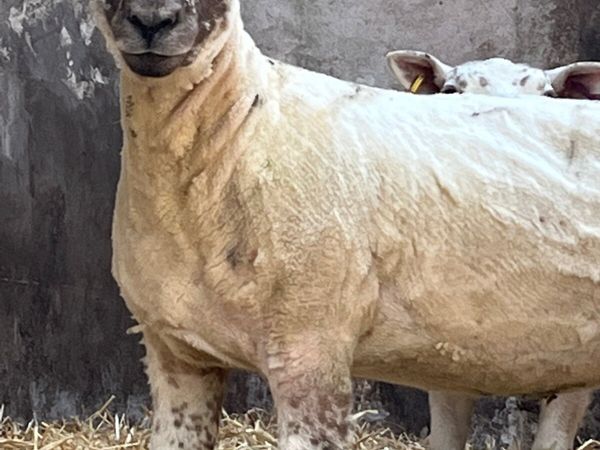 Ewe hoggets for  sale