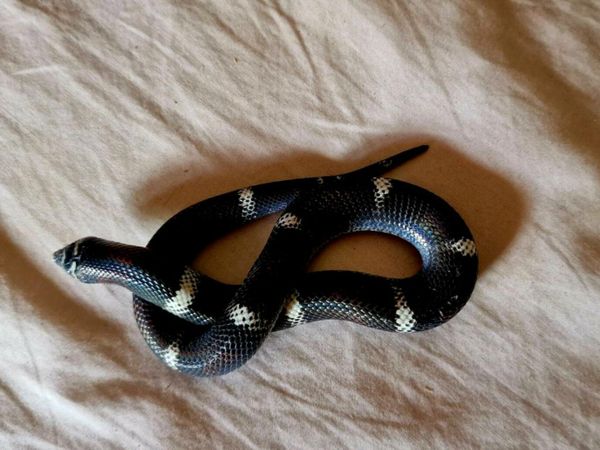 Tri-coloured Hognose snake with habitat