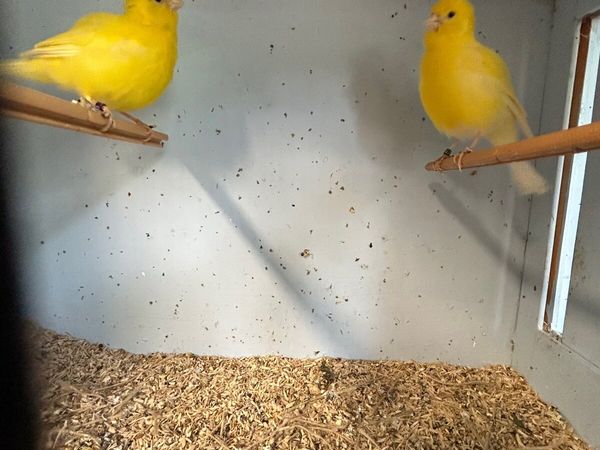 Fife canarys