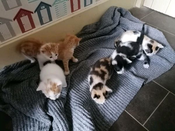 6 Kittens ready to go 17thJune