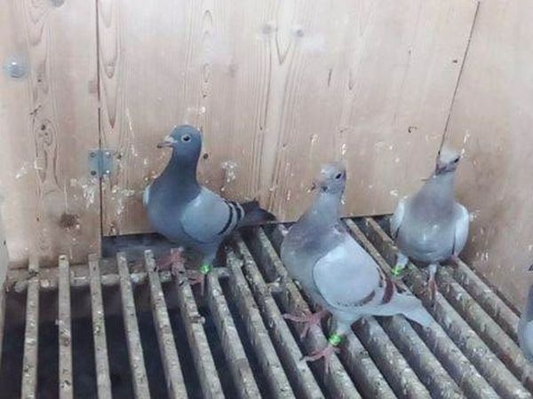 Pigeons Young Birds