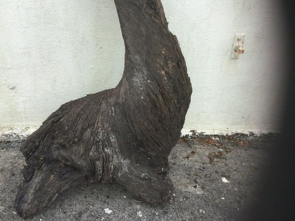 Bog oak