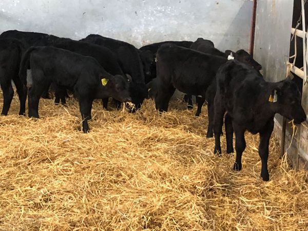 8 top quality Angus calves for sale