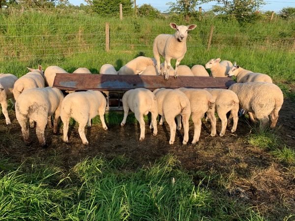 15 ewes 25 lambs