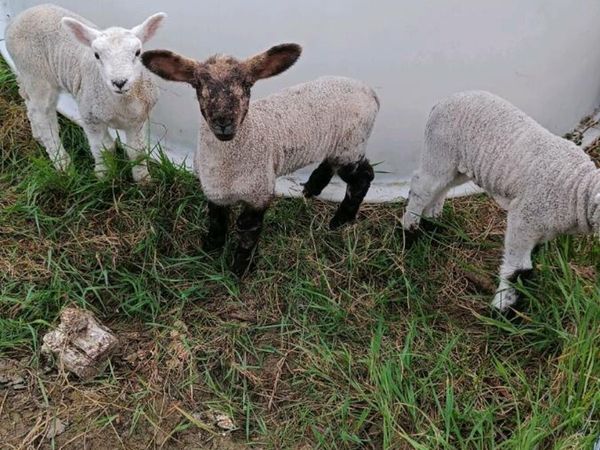 Pet lambs wanted