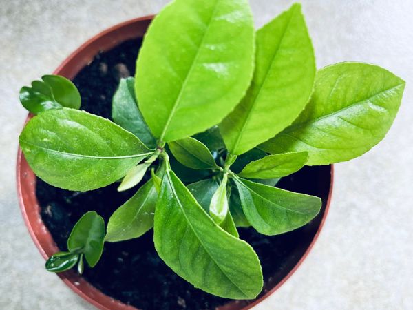 For sale young lemons plant