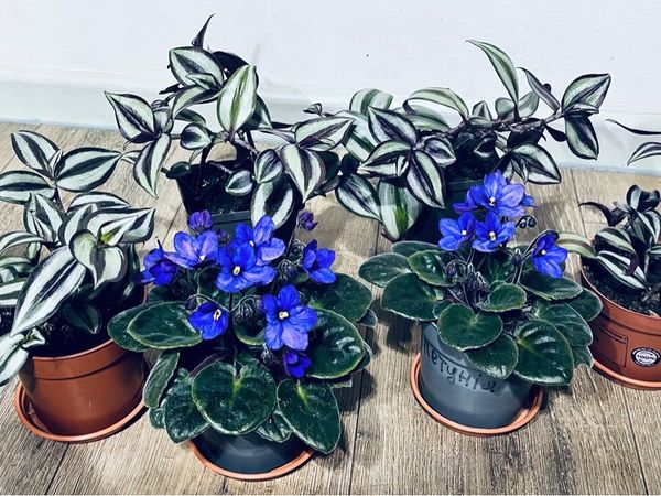 Young Tradescantia & Viola plants
