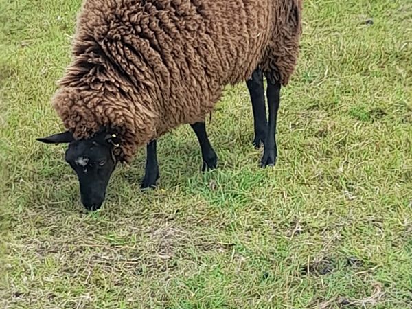 ½ breed dutch spotted ewe - foster mother