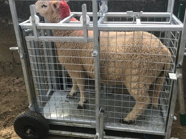 Spring Lambs 36 -49kgs