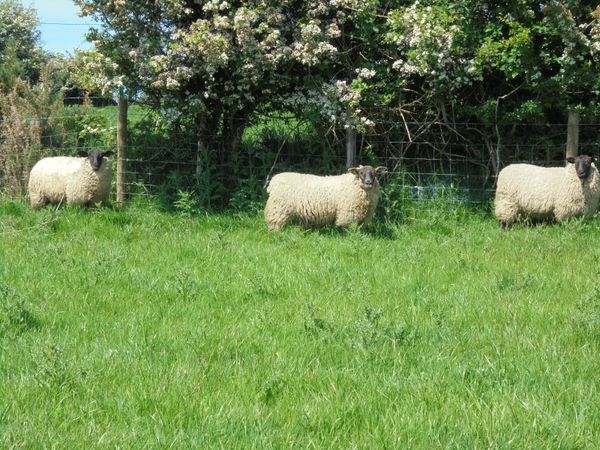 Breeding Hoggets , Ewes ,Sheep