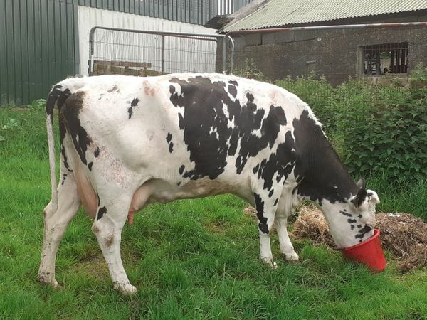 Dry cow  680kgs
