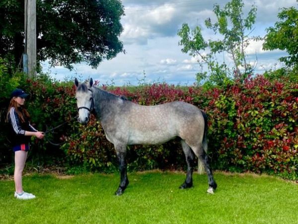 4 year old Connemara pony with huge potential