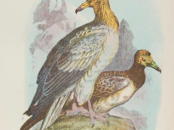 Egyptian Vulture 1896 Antique Print