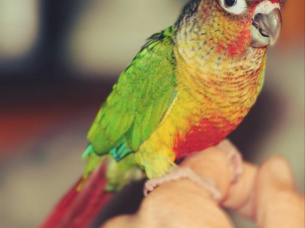 **one left** Beautiful hand reared baby conures