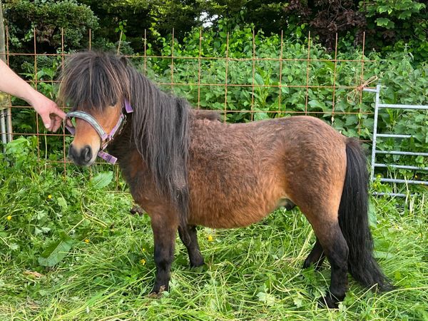 Miniature stallion
